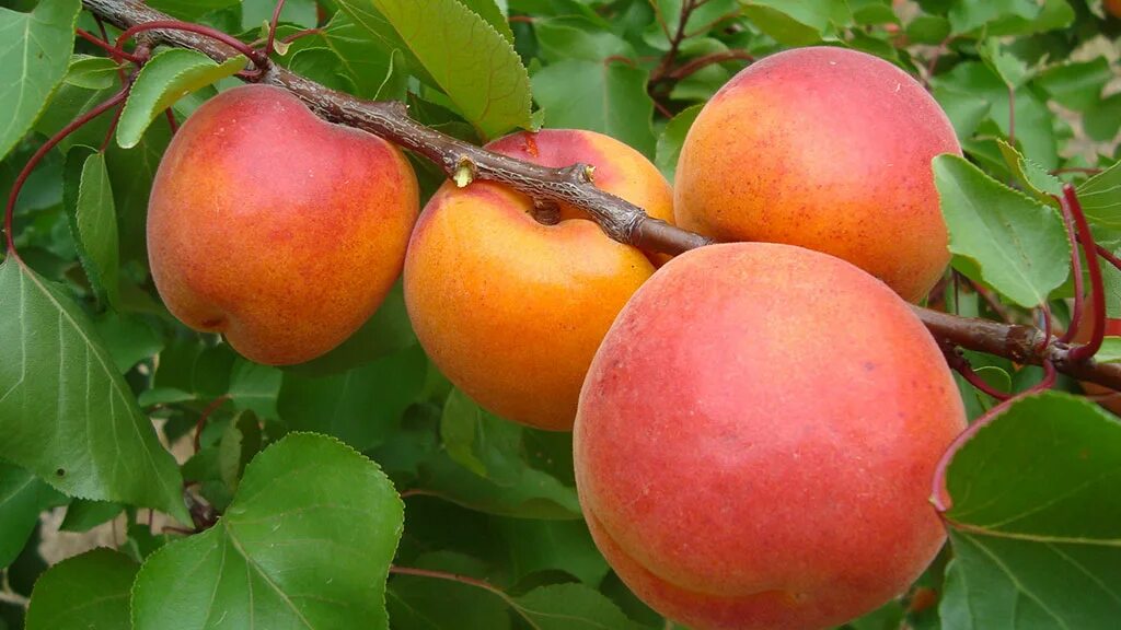 Абрикос нью джерси дерево. Абрикоса 19. Абрикос нжа 19. Абрикос оранж эрли. Абрикос сорт царский.
