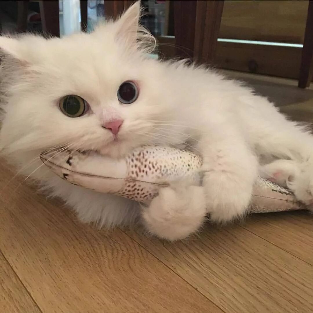 Кошка делает мяу. Мяу. кот мяу. котята прелесть. кошачьи прелести.