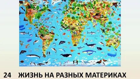 Кто проживает на самом маленьком материке