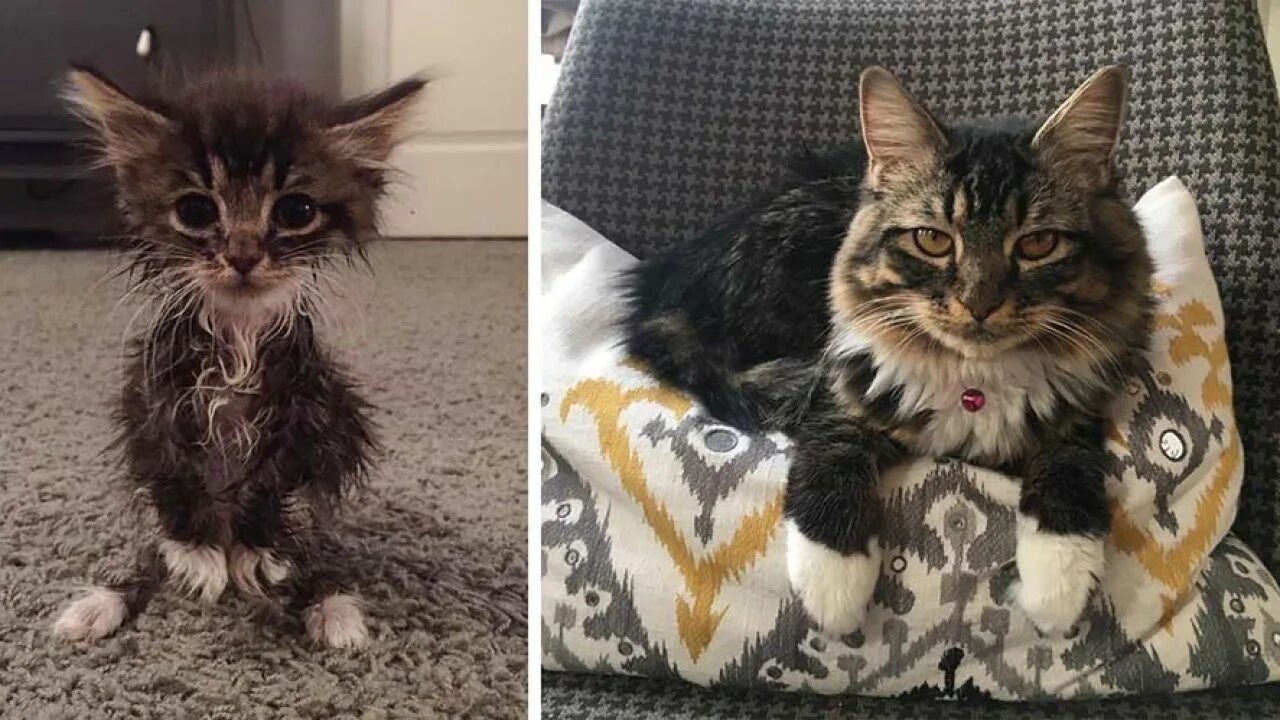 Котята до и после. Котенок вырос. Беспородные котята до и после. Подросшие котята. Котенок вырос.