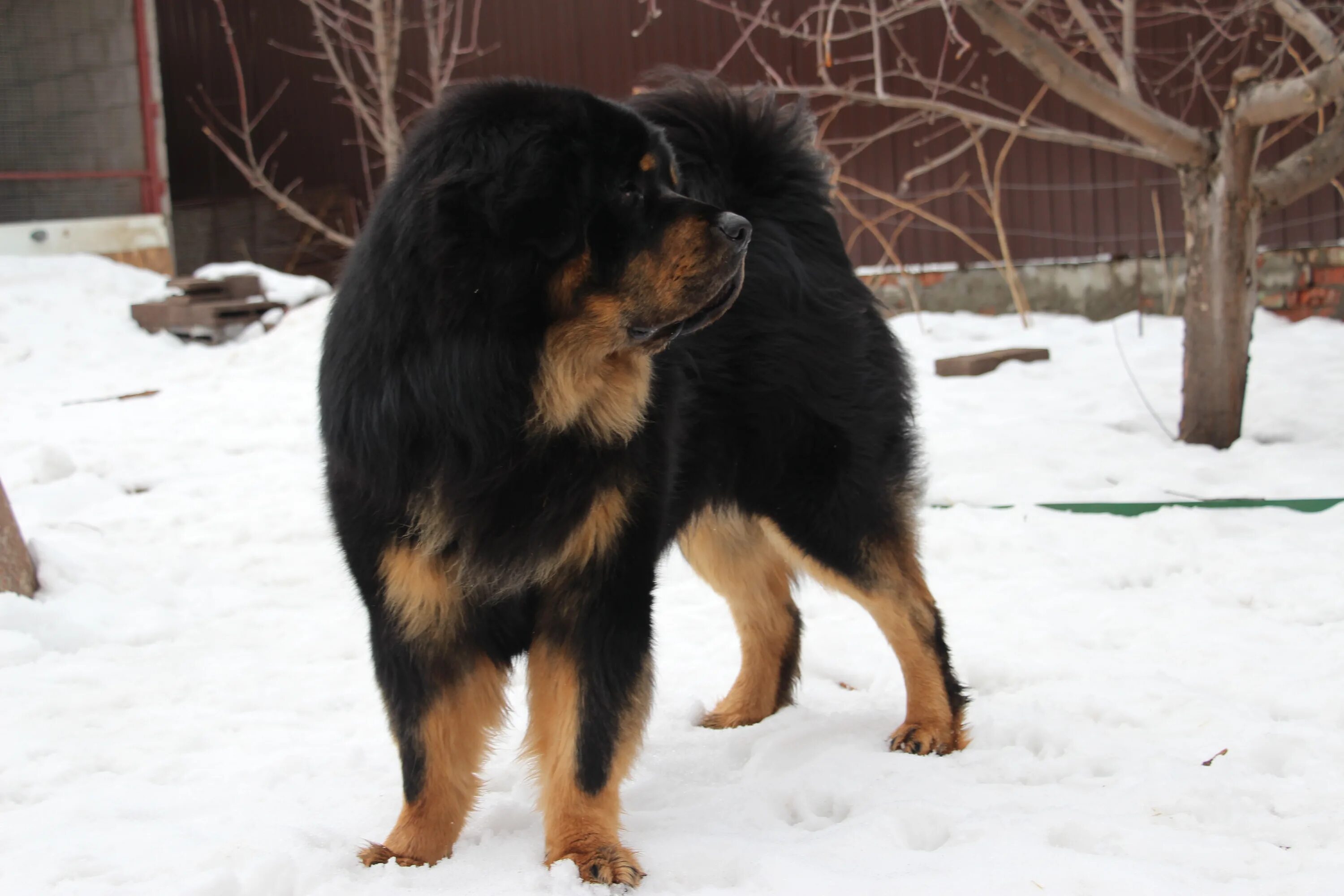 питомник тибет. тибетский мастиф заводчик курск. питомник собак эпоха виктория. питомник тибет. питомники тибетских мастифов sadongoo.