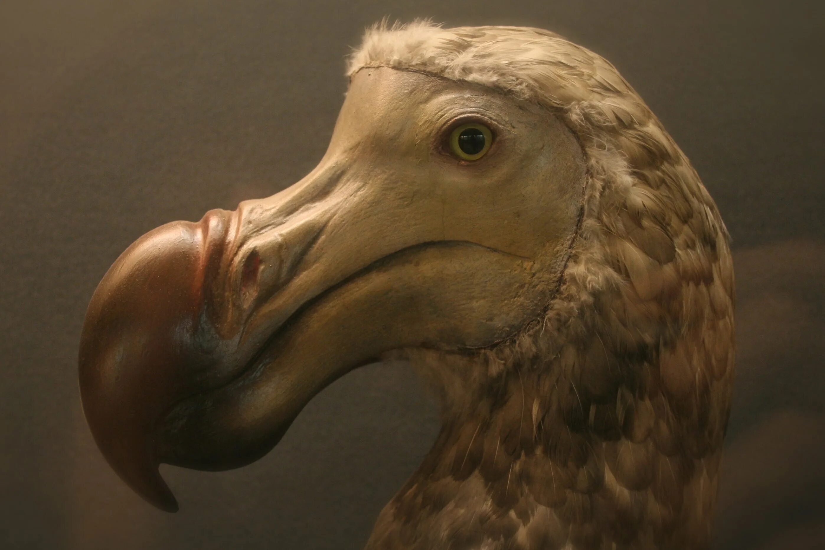 Маврикийский дронт додо. Вымершая птица додо. Дронт додо. Додос. Маврикийский дронт додо.