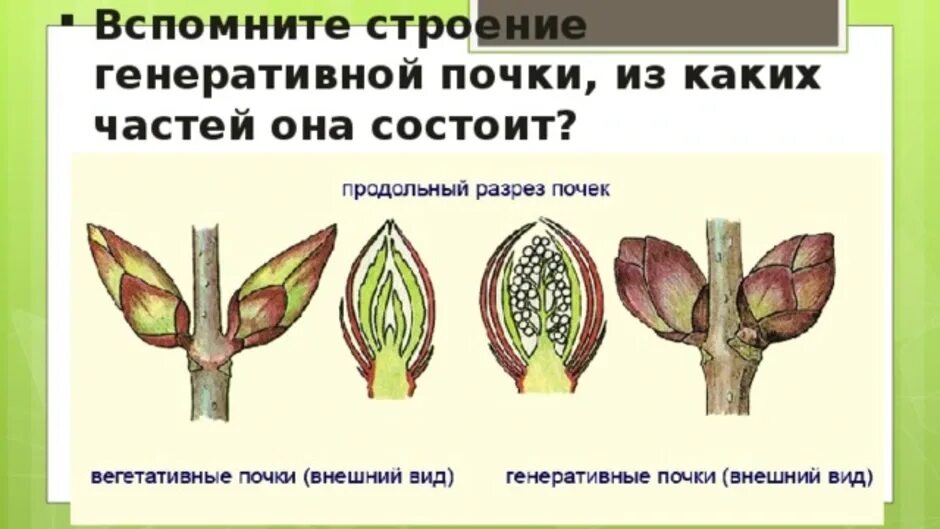 Функции генеративных почек