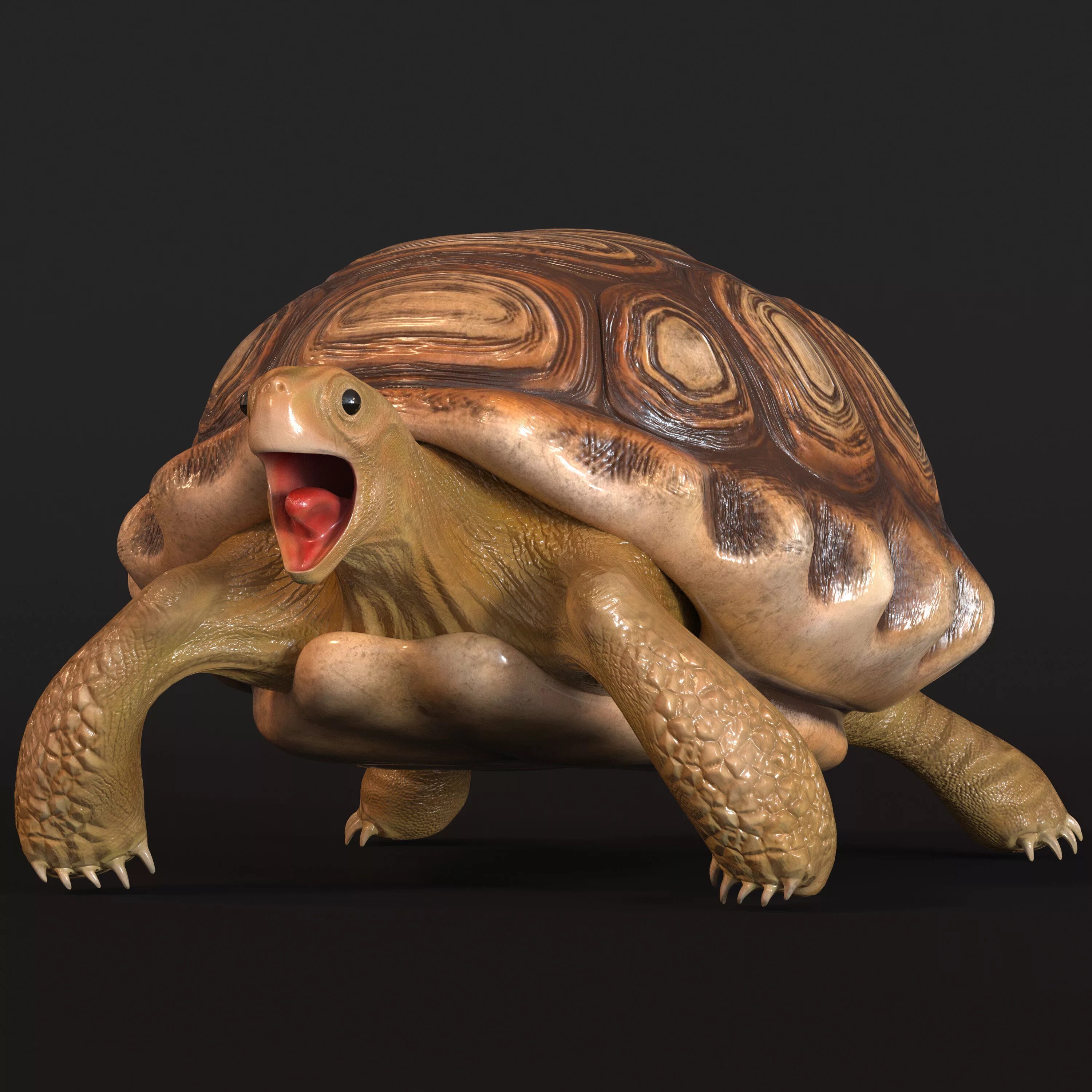 Черепаха 3d. Игрушка Tortoise 3d черепаха. Черепаха 3д модель. Панцирь черепахи 3 д модель. Черепаха 3д