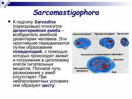 К саркодовым относятся амеба