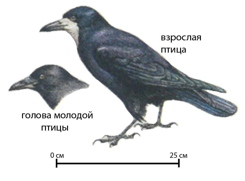 Размеры птиц сравнение. Грач и ворона отличия. Классификация птицы Грач. Строение Грача. Строение клюва ворона.