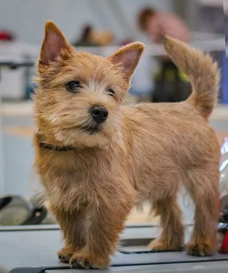 Норвич терьер щенки. Норвич терьер щенки. Норвич терьер чепрачный. Норвич терьер. Норвич терьер щенки.