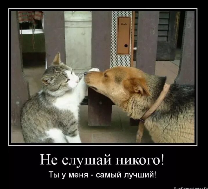 Удача демотиватор. Картинки с надписью ничего себе. Котик внимательно слушает. Че за бред. Приятного прослушивания надпись.