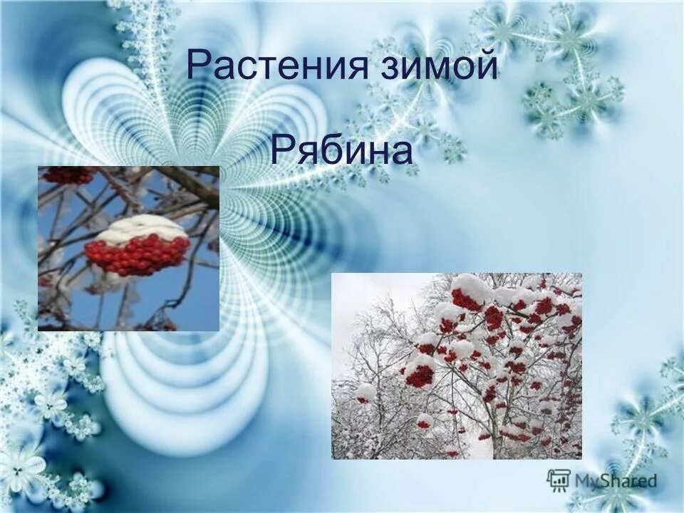 Деревья и кустарники зимой. Растения и кустарники зимой. Жизнь растений зимой и летом 2 класс. Кустарники зимой. Растения зимой для дошкольников.