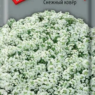Алиссум снежный ковер на рассаду