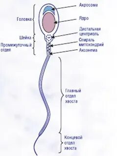 Акросома