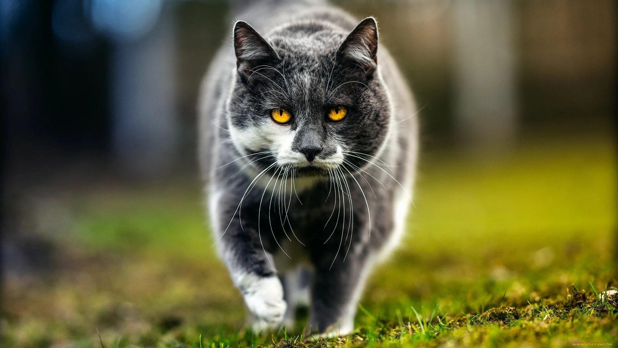 Трава для кошек. Кошка ю-ю. Серая кошка с зелеными глазами. Кошфа. Фото на обои кошки.