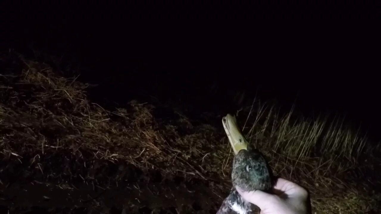 Гусь с вопросом. Фотообои с гусями. Гусь горит голова. Как спят гуси ночью. Спящий гусь.