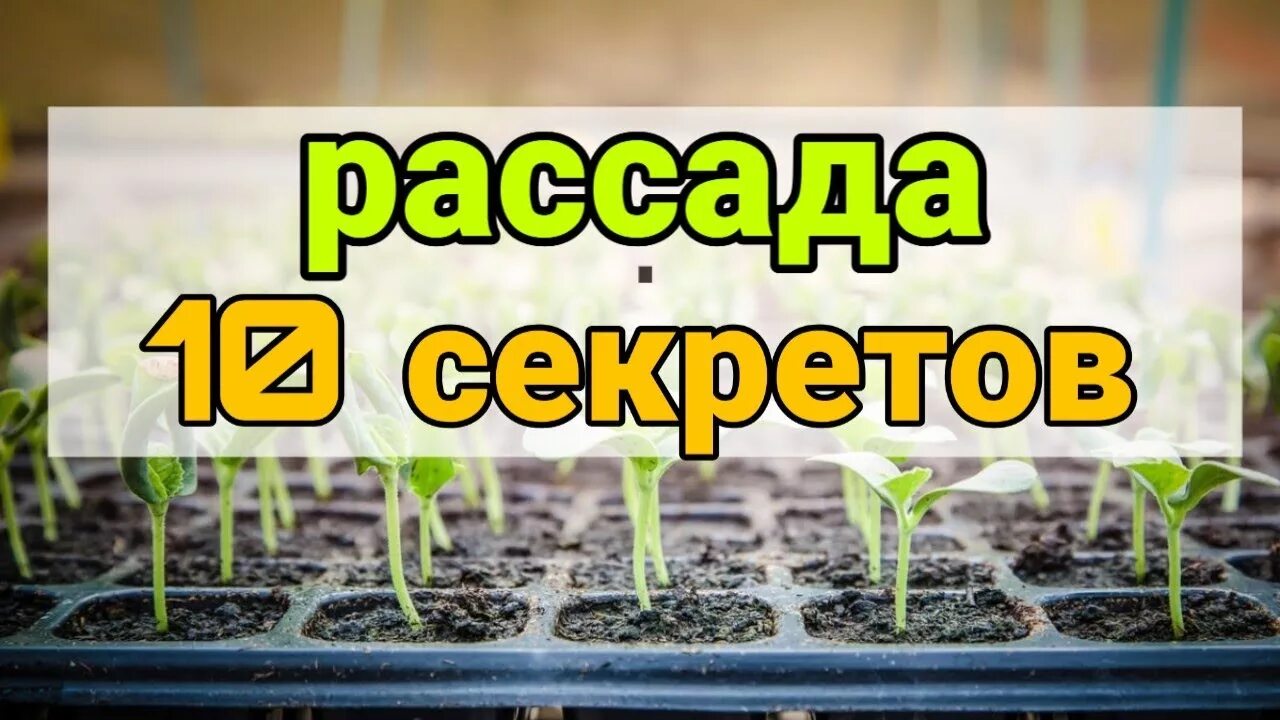 Секрет выращивания. Черенки хризантемы мультифлора. Секрет выращивания. Секрет выращивания. Секрет выращивания.