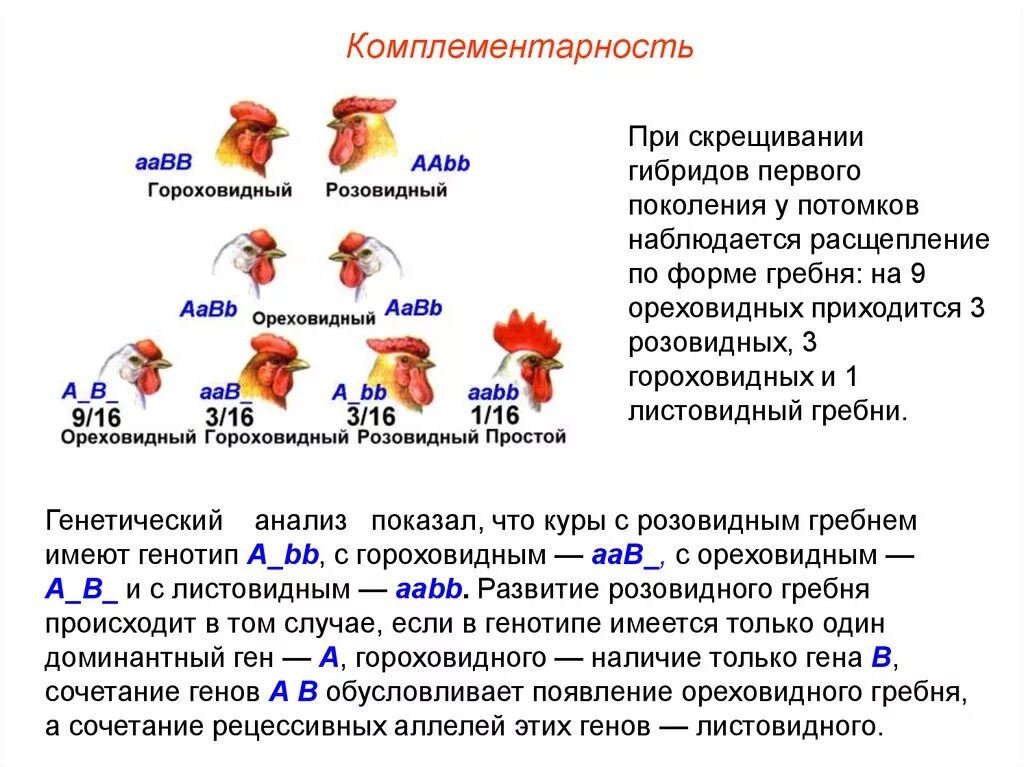 Доминантные признаки у кур. Комплементарное взаимодействие генов гребень кур. Комплементарность генетика форма гребня у кур. Комплементарное взаимодействие генов примеры. Взаимодействие неаллельных генов комплементарность.