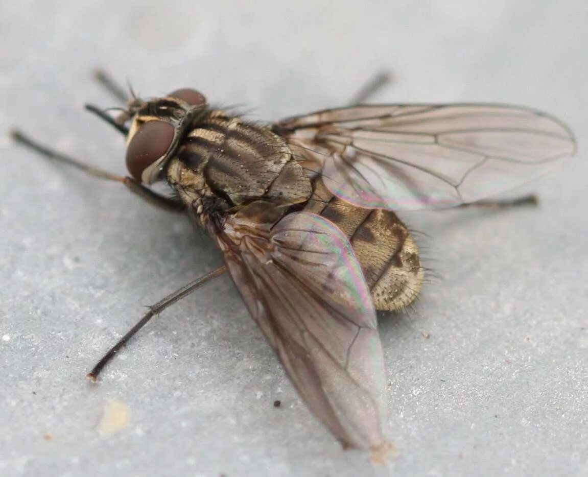 Осенняя жигалка (Stomoxys Calcitrans). Муха жигалка. Осенняя жигалка Муха. Stomoxys Calcitrans Муха- жигалка.