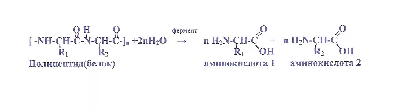 Аминокислоты Аминокислоты Гетерофункциональные соединения которые обязательно