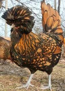 Куры польской породы
