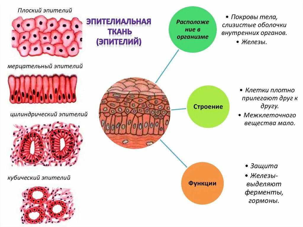 Эпителиальная ткань системы органов. Эпителиальная ткань человека система органов. Плоский эпителий функции. Эпителий ткань биология 7 класс. Ткани животных организмов