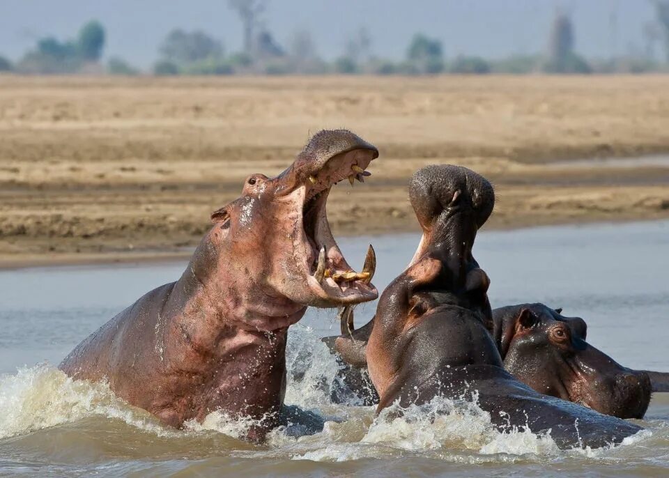 Бегемоты обезьяны кашалоты. Национальный парк Южная Луангва Замбия. Река Луангва Африка. Замбези река Бегемоты.