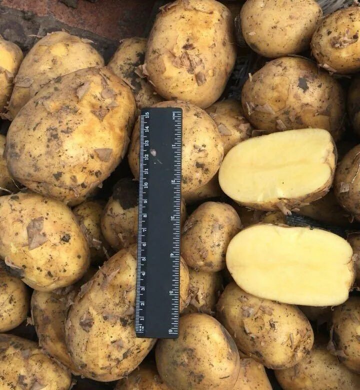 Вкусовые качества сорт коломбо. Сорт коломбо. картофель коломбо. картошка ривьера. картофель картинки вертикальные.