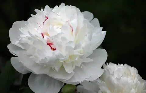 Pion_white