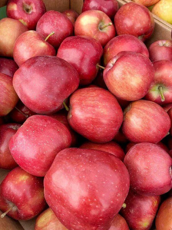 Сорт яблок владимирское. Сорт яблони голден владимирский. Яблоня теллисааре. Яблоня владимирская сорт. Сорт яблони голден делишес.