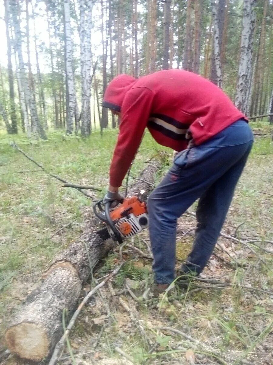 можно пилить сухостой. можно пилить сухостой. сухостой в лесу. сбор валежника в лесу. биотехнические рубки леса.