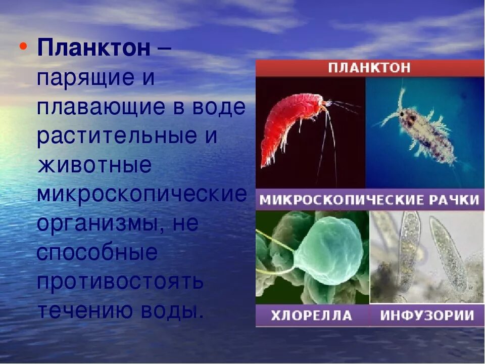 Что такое планктон 5 класс. Планктон. Представители планктона. Планктонные организмы. Обитатели моря планктон.