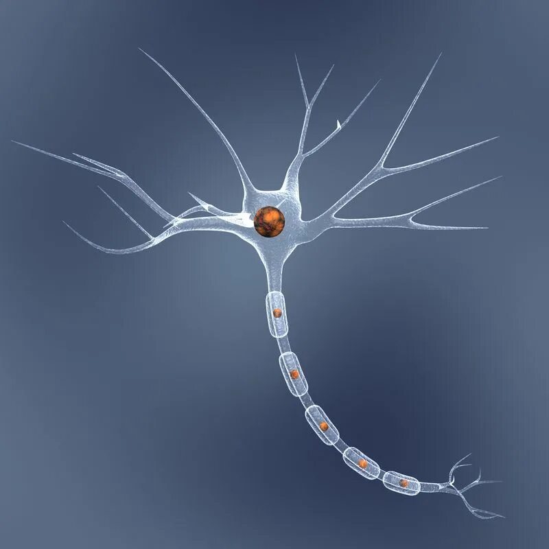 Neuron cell