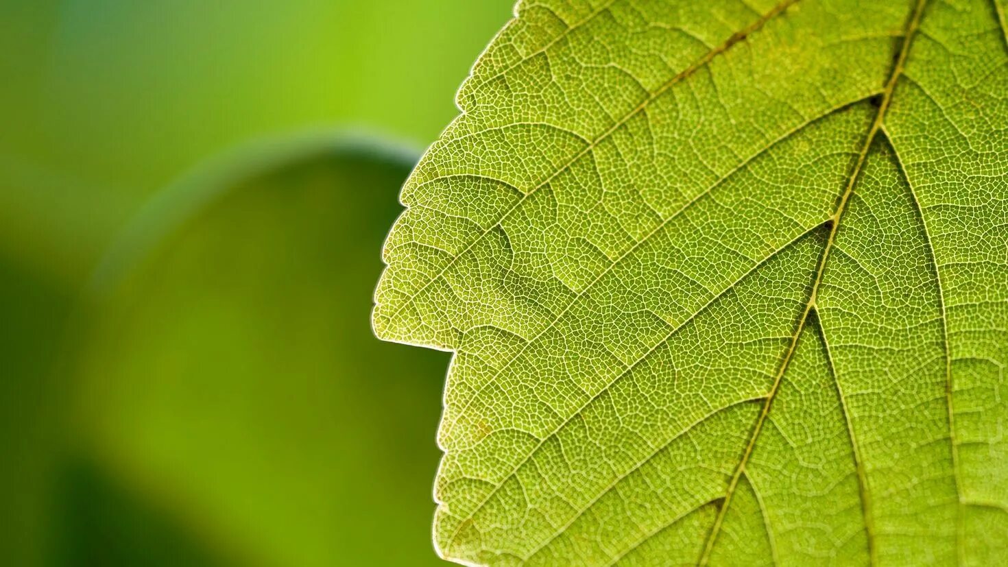 Natural leaves. Зеленый лист. Прожилки листа. Лист макро. Листья растений.