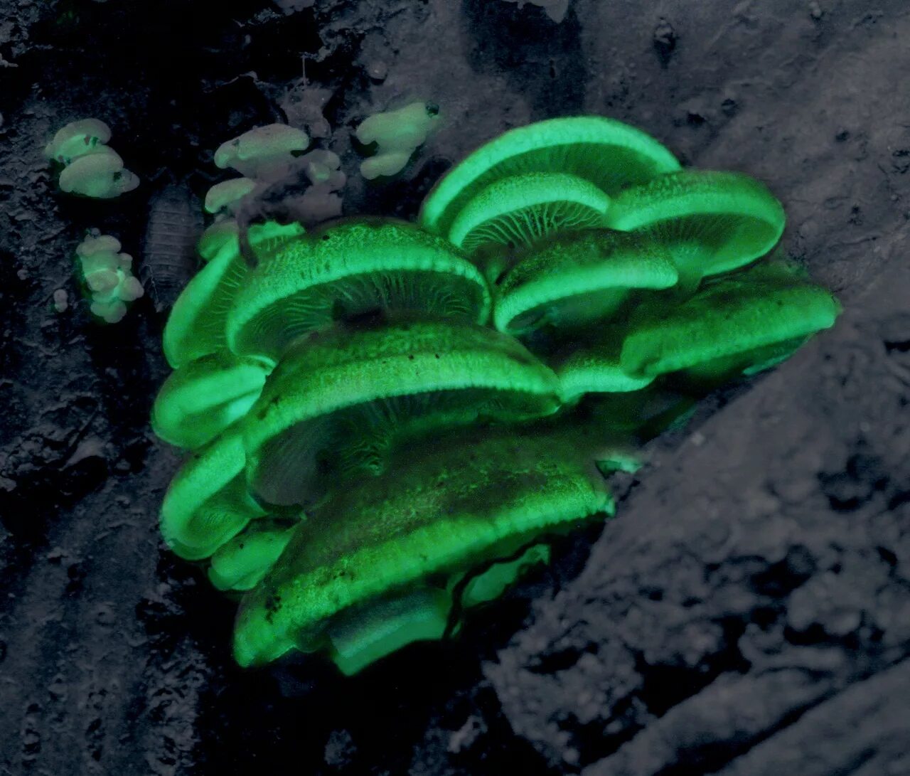 мицена хлорофос. гнилушки. Panellus stipticus. омфалотус нидиформис. гнилушки.