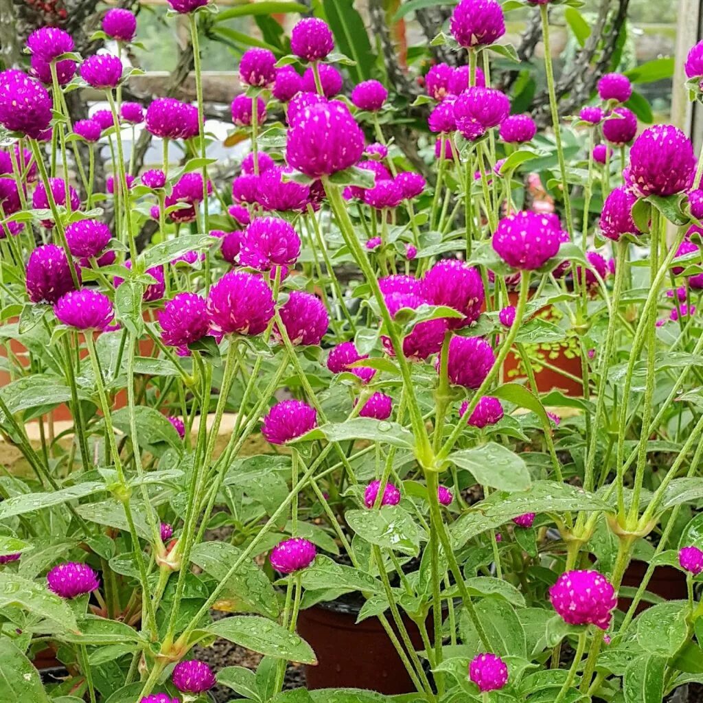 Amazon.com: Geranium Seeds