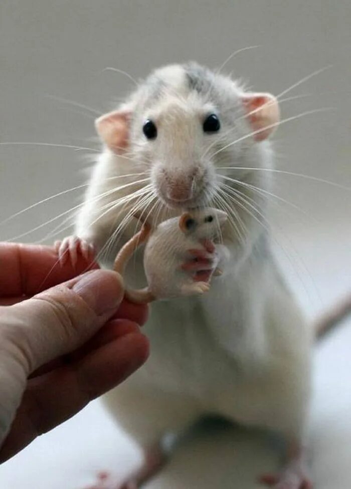 Крысы звери. Крыса Дамбо. Эллен Ван Дилен крысы. Крыса Дамбо маленькая. Крыса Дамбо белая.