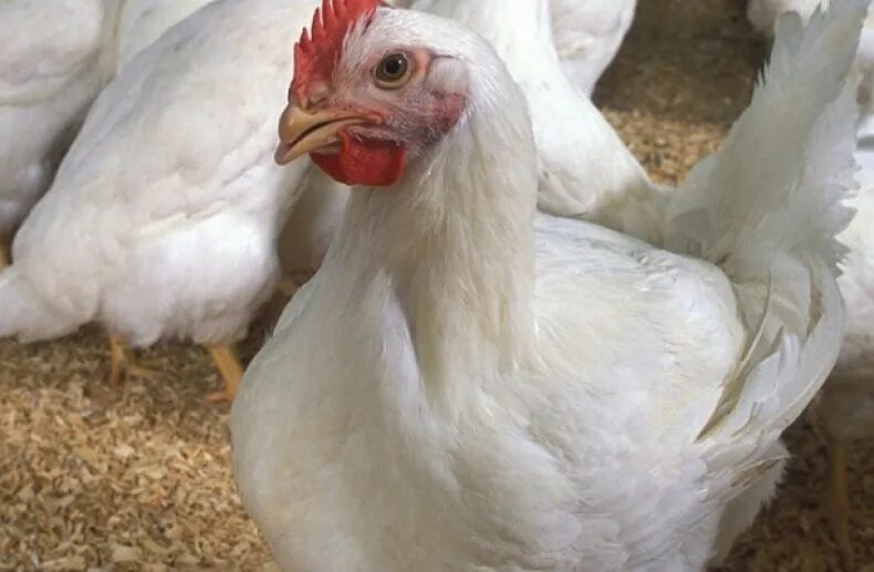 Росс 308 описание породы. Бройлер кобб 500. Бройлер росс 308. Бролерские куры росс 308. Ross 308 бройлеры.