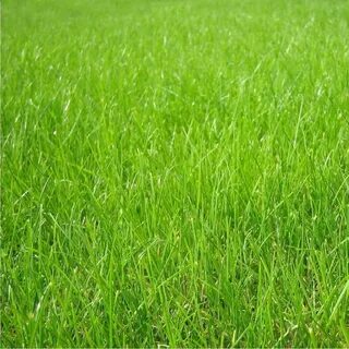 Grass детский