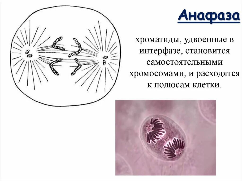 Период анафазы