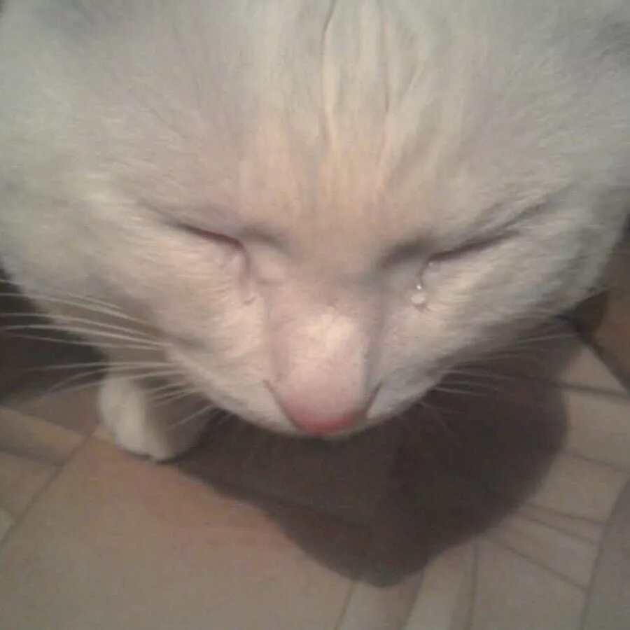 Кот плачет. Плачущий. Котик со слезами. Белый кот плачет. Плачут ли коты