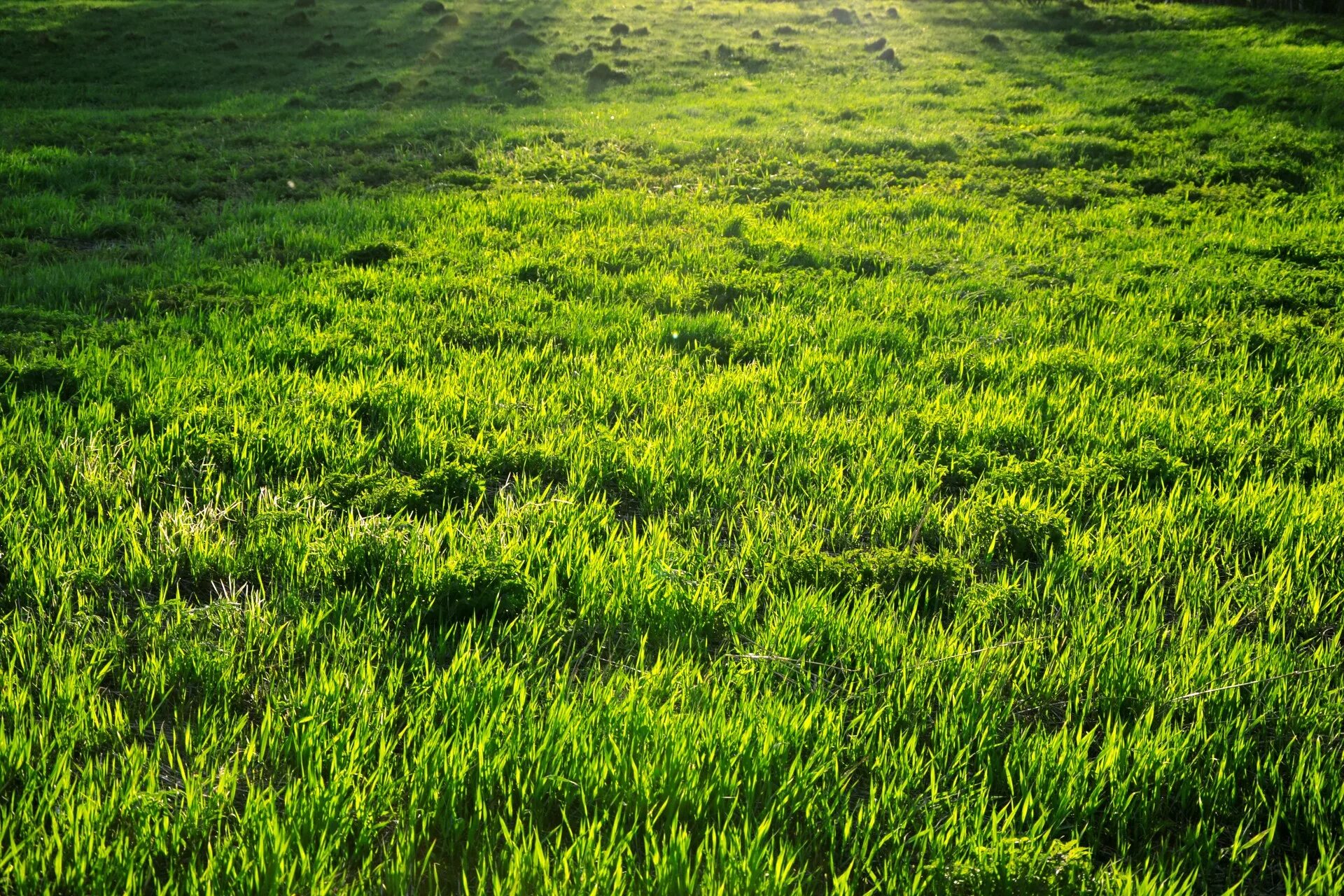 Grass network. Трава. Зеленая трава. Трава фон. Трава газон.