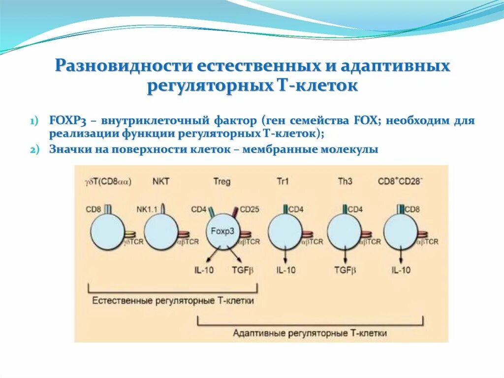 Регуляторные т клетки. Разновидности естественных и адаптивных регуляторных т-клеток. Естественных и адаптивных регуляторных т-клеток маркеры. Семейство генов. Адаптивно-Регуляторная гипотеза.