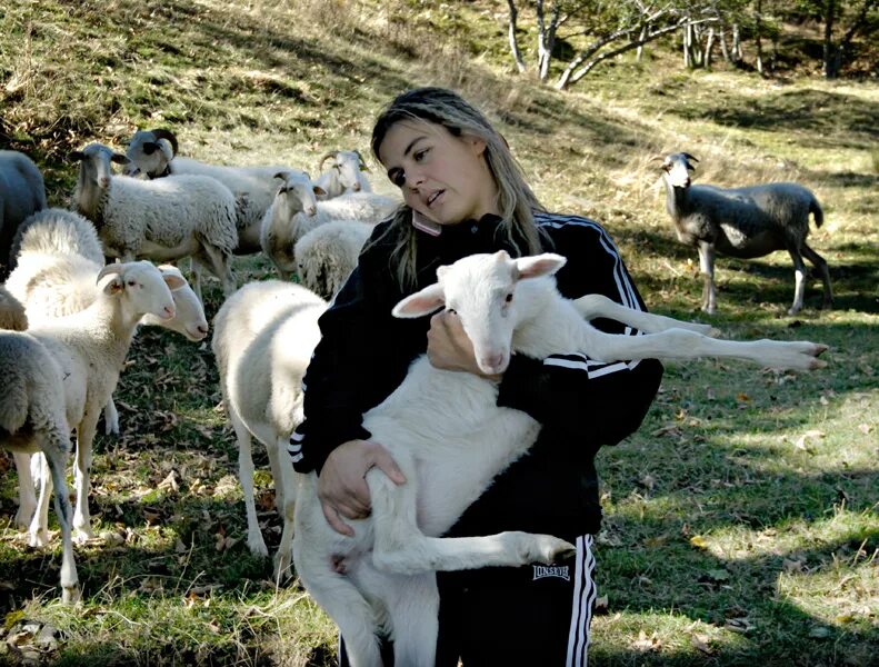 Lady sheep. Lady sheep
