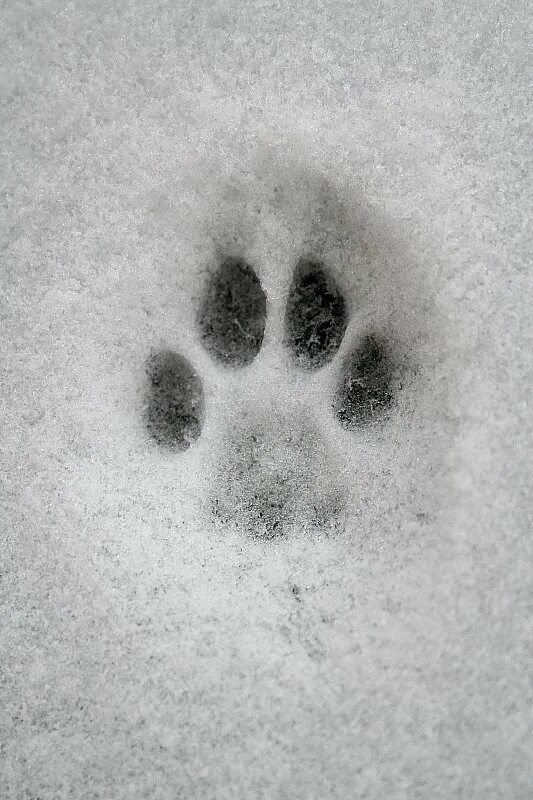 След тигра. Следы лапок на снегу. Отпечаток лапы волка на снегу. Следы тигра на снегу. Лапка на снегу