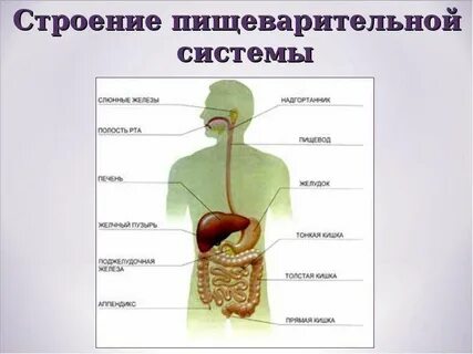 Степени пищеварительная система