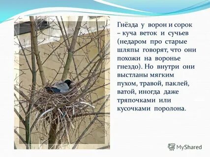 Сорока во дворе к чему примета