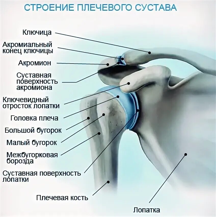 Какой сустав в плече. Акромиально-ключичный сустав анатомия строение. строение плечевого сустава схема. плечевой сустав акромиально ключичный сустав анатомия. плечевой сустав анатомия синельников.