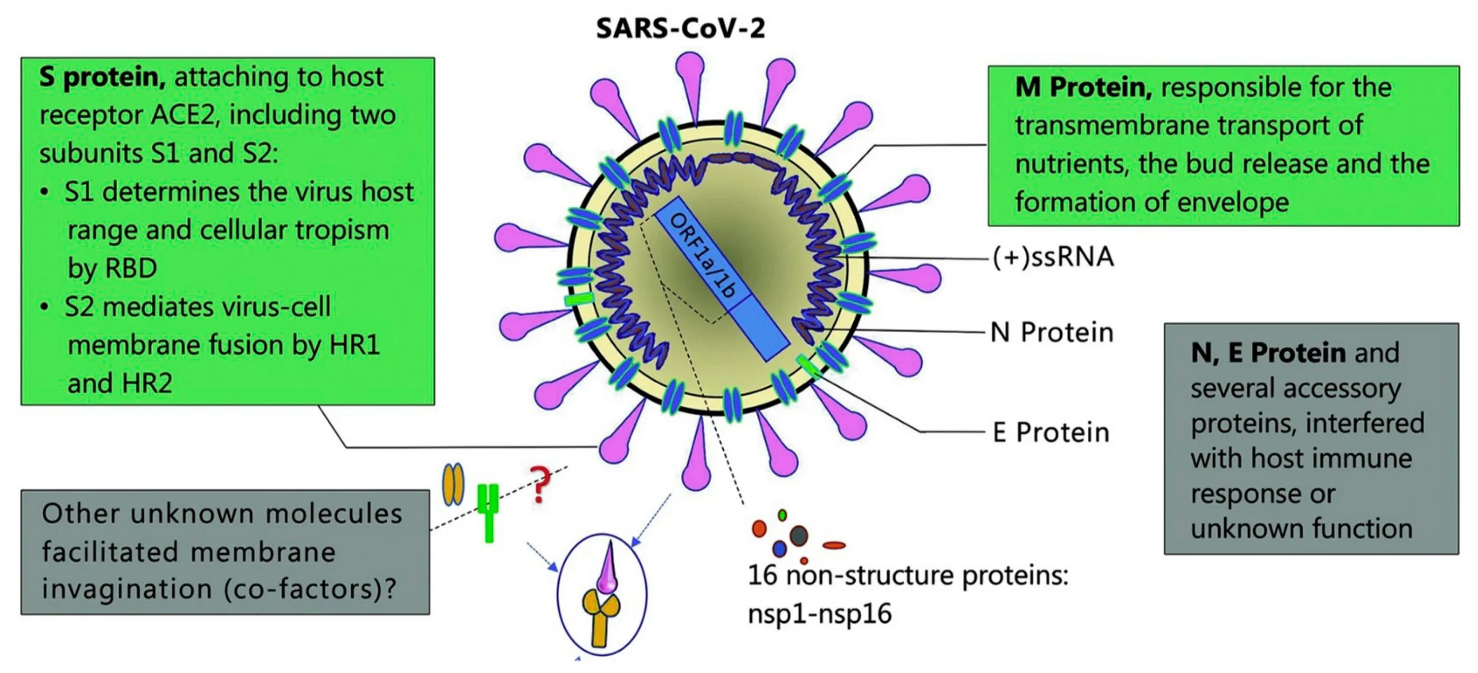 Вирус sars cov 2 отнесен к группе. Белки вируса SARS-cov-2. Структура вируса SARS cov. Структура SARS-cov-2. Структура s-белка вируса SARS-cov-2.