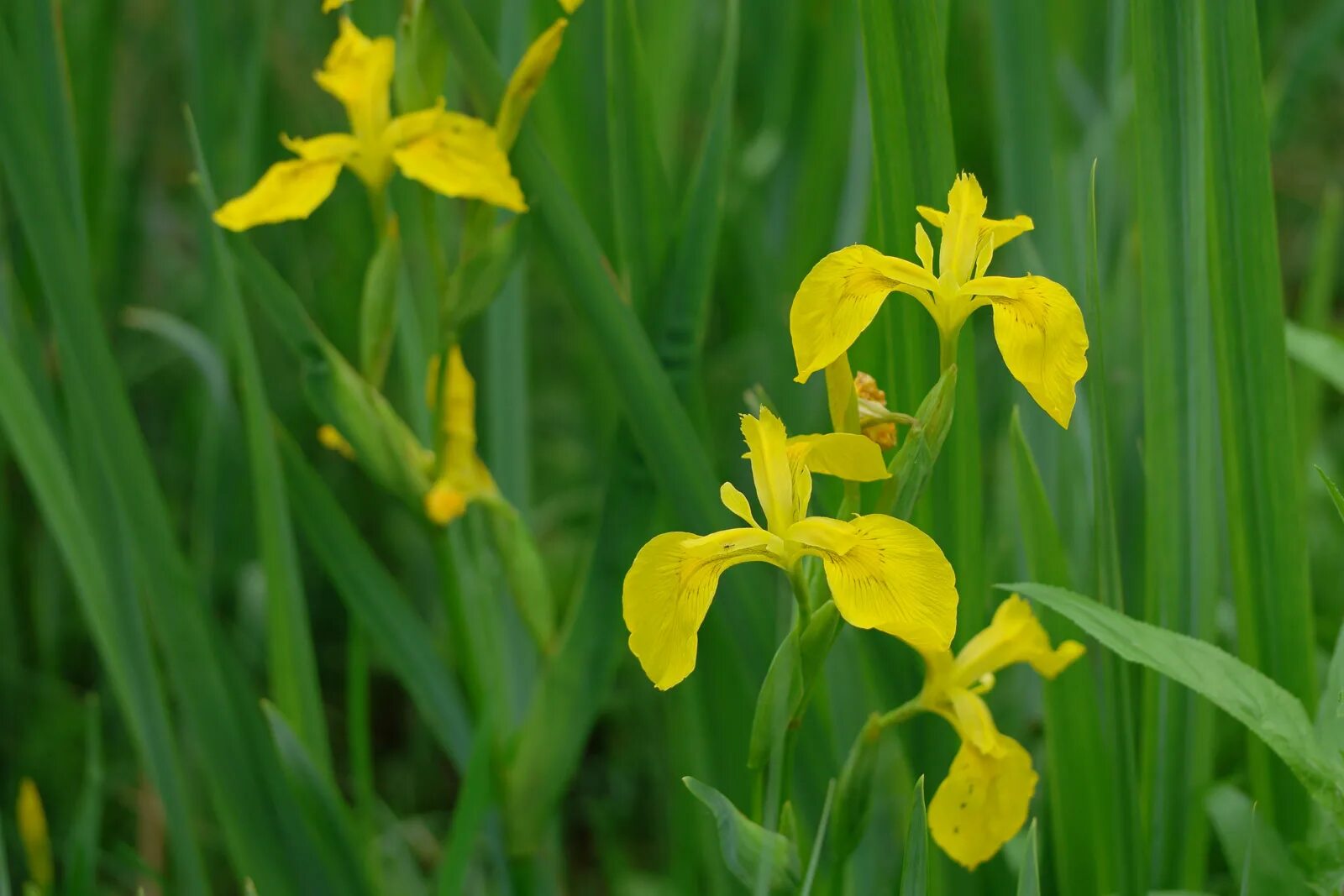 Ирис болотный фото. Ирис болотный Вариегата. Ирис болотный (желтый) Вариегата. Ирис болотный (аировидный). Ирис жёлтый – Iris pseudacorus.