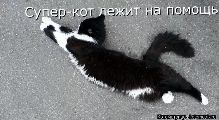 Котик поддерживает. Кот обнимашка. Котик поддерживает. Котик обнимает. Кошачьи объятия.