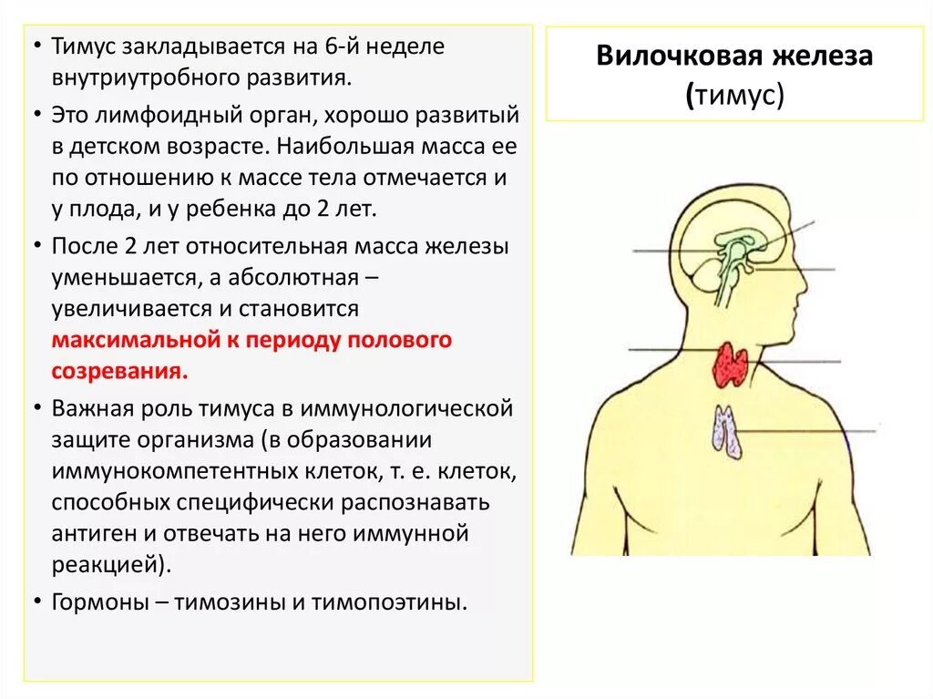 Какой врач железы. Вилочковая железа. Тимус эндокринная железа. Тимус железа внутренней секреции. Вилочковая железа болит.