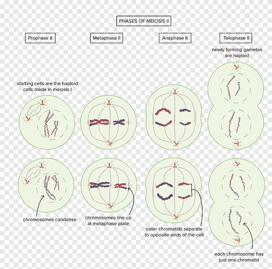 Случайное расхождение гомологичных хромосом при мейозе. Профаза мейоза 2. Мейоз схема. Профаза 1 мейоза рисунок. Метафаза мейоза 2.